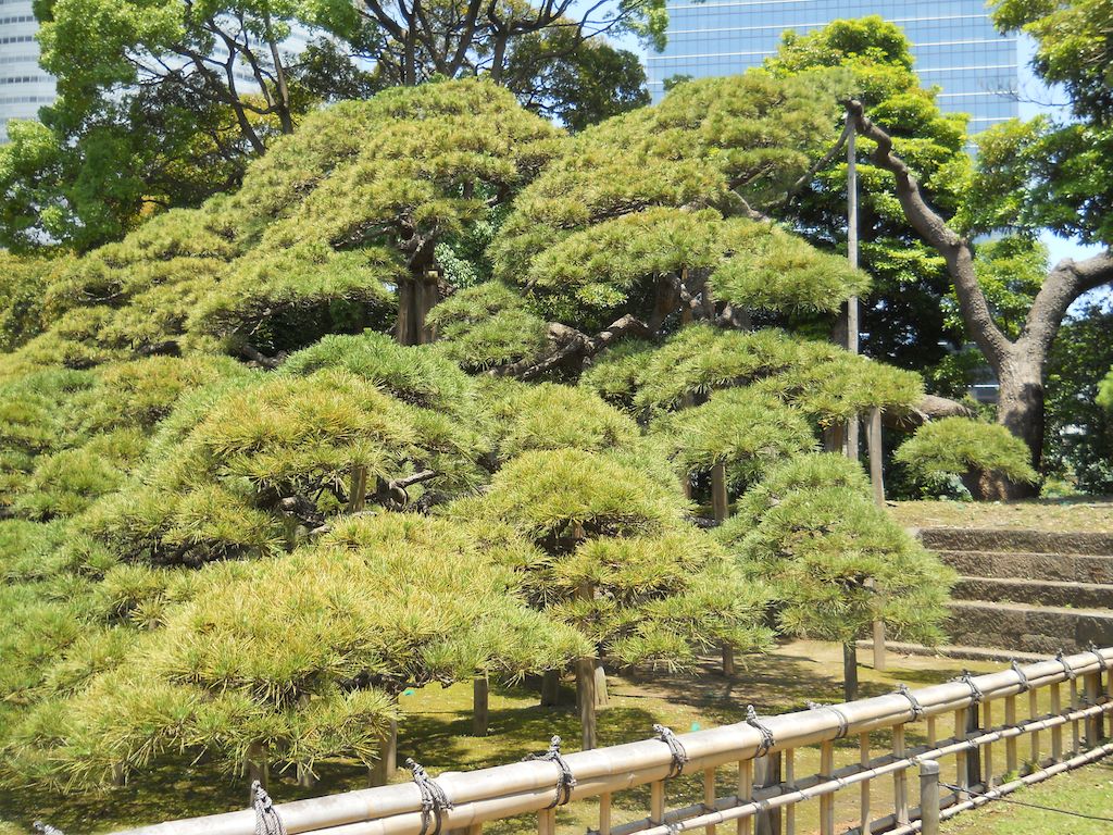 300-year-old-pine-tree-at-hamarikyu-garden