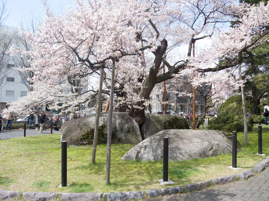 After cracking open its host igneous rock for 300 to 400 years, the Rock Splitting Cherry Tree—石割桜(ishiwarizakura)—in Morioka Japan now receives support for its longest and heaviest limbs. Morioka serves as the capital city of Iwate Prefecture in the Tohoku region of Japan.