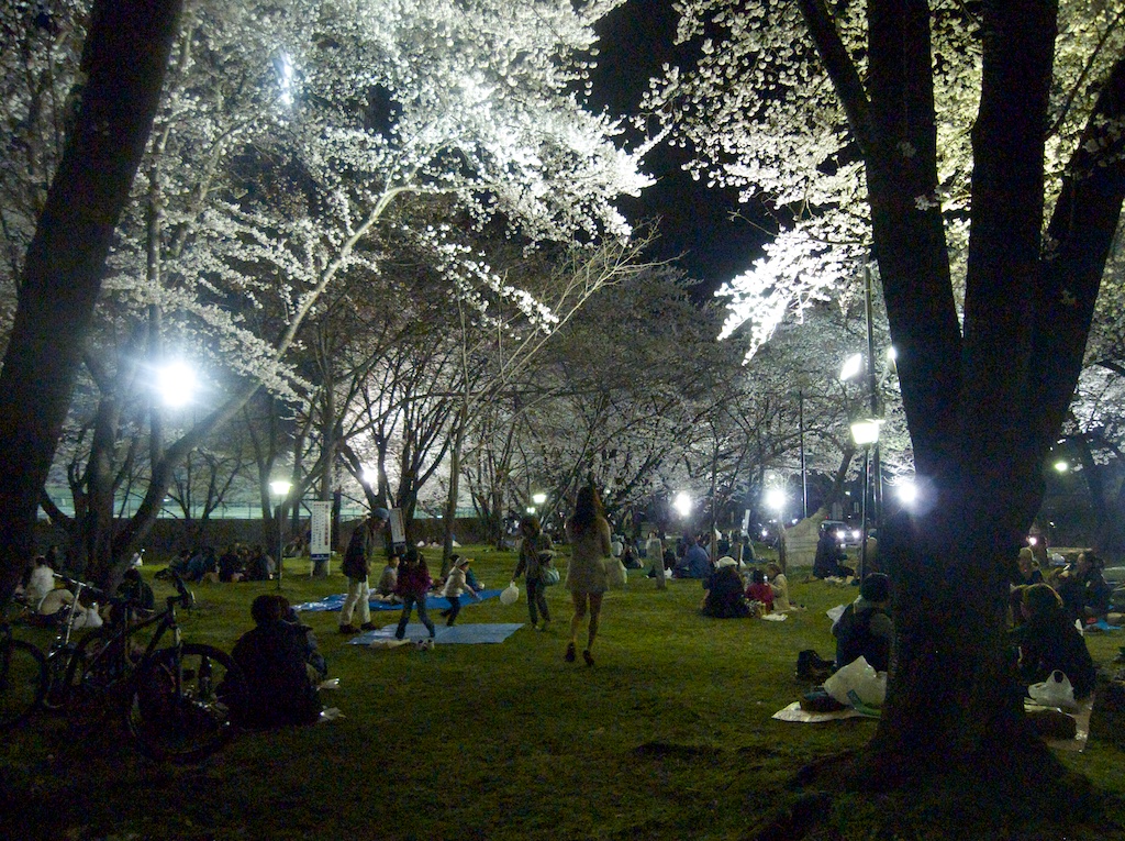 Night Hanami at Ka-Jo Castle Park