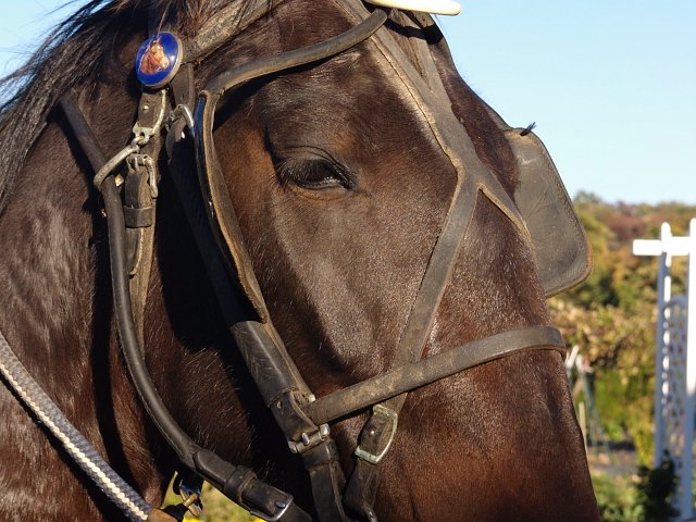 Fast and strong horses pull the buggies in Amish Country in Holmes County Ohio.