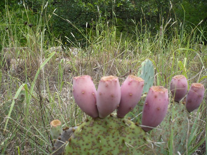 Cactus blooms along the Lost Creek Nature Trail. The trail spans about .5 miles or .8 kilometers between Park Road 61 ford and campsite 22-23.