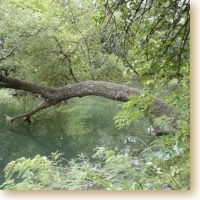 Tree cross Lost Creek at Fort Richardson