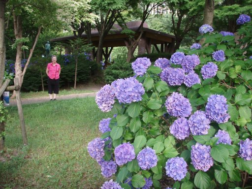 Hydrangeas in Kawaguchiko Japan.