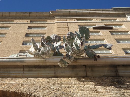 Prickly pear cacti grow in the rain gutter on the fourth level of the Baker Hotel.