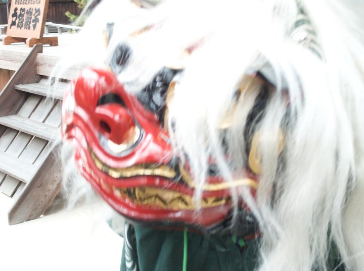 Moving fast and close-up during a lion dance, the large feline blurs for the camera while driving off evil spirits and bringing good luck. Lion dances normally happen during times of new beginnings. They occur in early January and in sakura days, when cherry blossoms initiate another season of new beginnings.