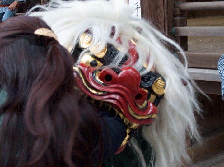 A woman with clean, brushed and styled hair offers her shoulder to a Japanese lion during a lion dance at Yasukuni Shrine. While lion bites to the head bring good luck, this female lion understands the situation and delivers good luck through the right shoulder.