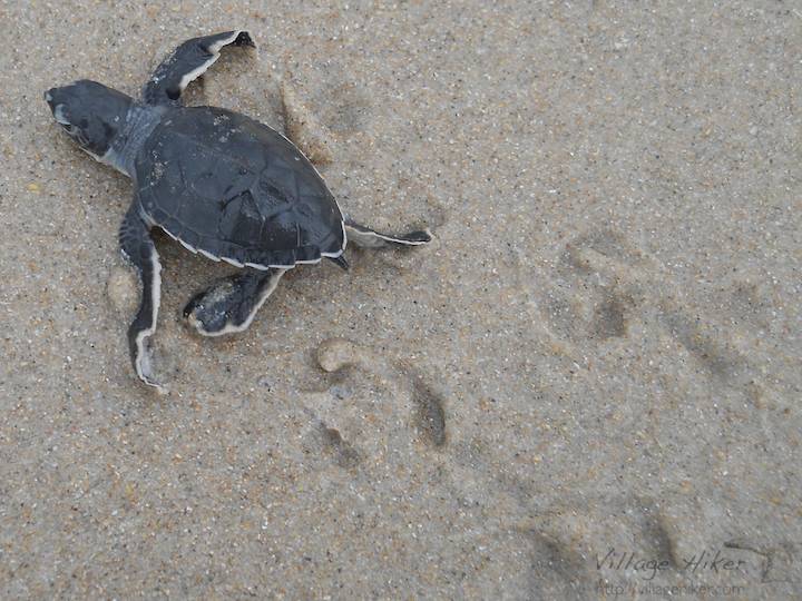 On 7 November 2010, a lone baby loggerhead sea turtle heads across Melbourne Beach toward its first swim in the Atlantic Ocean. This late bloomer may be the last to go, as the nesting and hatching season is 1 March through 31 October. During these months, beach visitors can see the wide tracks where parent turtles move during the night. Regulations protect this endangered species by prohibiting tampering with turtles and their nests, including the shining of any type of artificial lights--flash lights to residential lighting--at night. Guided tours are available at night from the Sea Turtle Preservation Society in Indialantic, Florida, just north of Melbourne Beach. http://www.seaturtlespacecoast.org/ About 10 seconds the shooting of this photo, the turtle was home. Snapped with a Nikon Coolpix L22. Copyright 2010 by Village Hiker Publishing Company. All rights reserved. Please do not use without permission. Contact Village Hiker for digital reproduction and high-resolution prints.