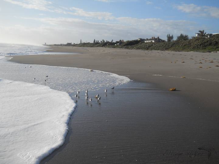 Difficult to clearly identify, these small birds are more than likely Least Sandpipers, most diminutive of the shoreline wading birds. While large sandpipers wade in the waves and foam, these small ones consistently run from the water. Beach walkers can often predict the reach of incoming waves by watching how fast and far these fliers run with each new whoosh of the surf. Between waves, they race back toward to sea to feed on tiny sand crabs burrowed in the sand. They fly only when extremely agitated and then only for short distances. These Least Sandpipers on feeding near the surf at Melbourne Beach, Florida. Snapped with a Nikon Coolpix L22. Copyright 2010 by Village Hiker Publishing Company. All rights reserved. Please do not use without permission. Contact Village Hiker for digital reproduction and high-resolution prints.