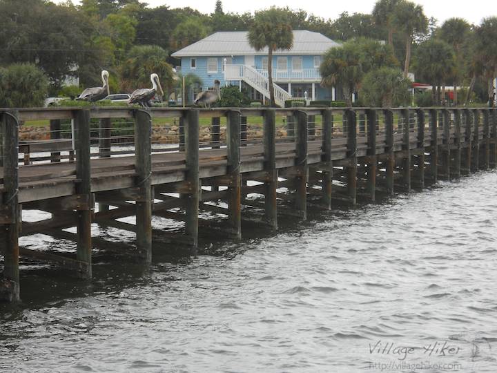 Three pelicans hang out on the public pier over the Indian River at Melbourne Beach, Florida. Besides feeding, mating and flying for fun, pelicans like to rest on stable platforms and watch the water go by. Melbourne Beach sits between the Indian River and the Atlantic Ocean about 45 minutes south of Cape Canaveral, the major launch point of the United States space program. The Indian River is an estuary, where fresh water meets salt water. Snapped with a Nikon Coolpix L22. Copyright 2010 by Village Hiker Publishing Company. All rights reserved. Please do not use without permission. Contact Village Hiker for digital reproduction and high-resolution prints.