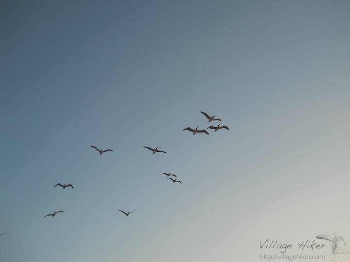 Ten pelicans head north over Melbourne Beach, Florida. Surf fishers watch for pelicans feeding just off the coast to locate the current hot areas for catching bluefish, redfish, whitings and others. Whimsical in appearance, pelicans sometimes stand within several yards of people while both watch the surf. While some people say pelicans mate for life, others believe the bonds last only for the mating season of each year.Snapped with a Nikon Coolpix L22. Copyright 2010 by Village Hiker Publishing Company. All rights reserved. Please do not use without permission. Contact Village Hiker for digital reproduction and high-resolution prints.