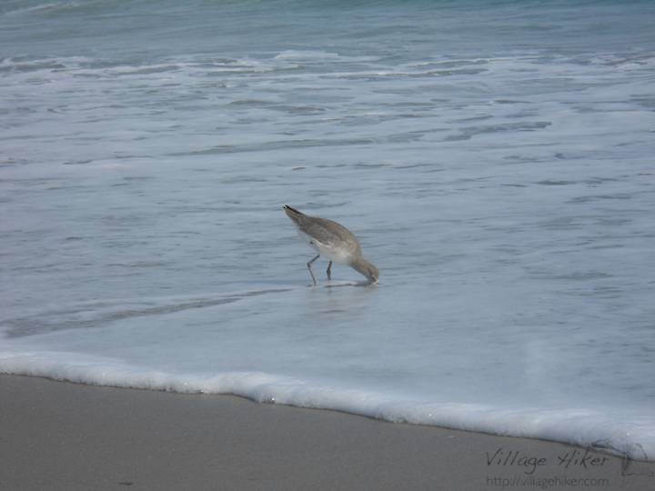 While the smaller sandpipers typically run from the incoming waves, the larger ones wade in and dig for breakfast, lunch or dinner. Here a sandpiper sticks its beak through the water to snatch a sand crab, possibly carried in by the surf. Taken 2 November 2010 at 10 am at Melbourne Beach Florida. Snapped with a Nikon Coolpix L22. Copyright 2010 by Village Hiker Publishing Company. All rights reserved. Please do not use without permission. Contact Village Hiker for digital reproduction and high-resolution prints.