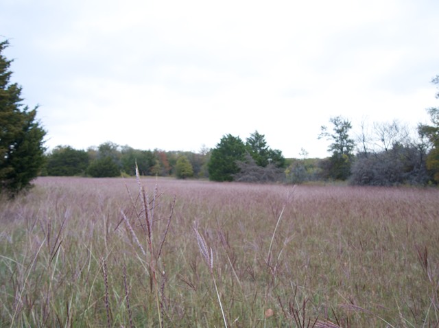 Natives grasses grow on the high parts of the Spring Creek Nature Area in Richardson, Texas. This field is adjacent to one of the grassy areas along the walking and biking trail near Glenville Drive. 