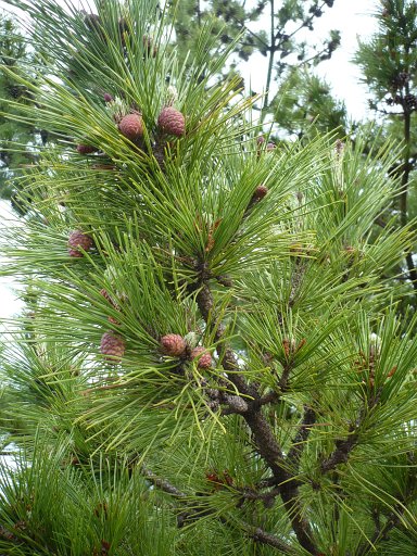 Pine trees captured the attention of Buss Kerstetter when he was in Wakayama City, Japan, in September 1945 following the end of World War II. Mr. Kerstetter was a third class fire control specialist serving on the USS Montpelier, a Cleveland Class Light Cruiser. He mentioned the pine trees in the letters he wrote home. The pines are important today as part of the natural beauty of Wakayama City.