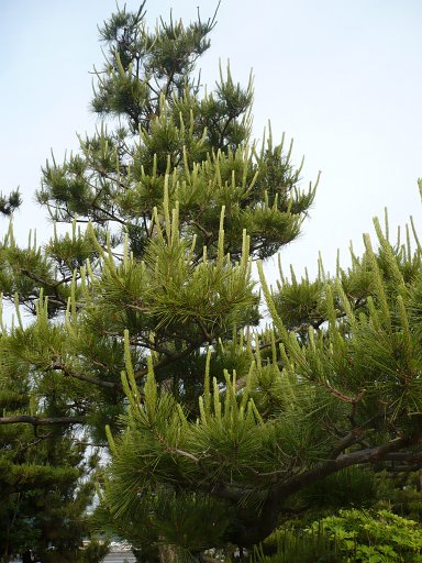 Wakaura, Wakayama City, Japan - 32. Pine trees mentioned in the letters of Buss Kerstetter while he was in Wakayama, Japan, September 1945.