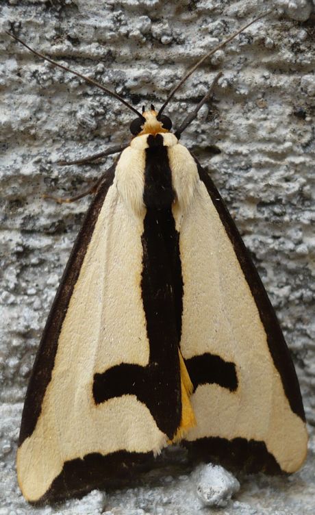 Clymene Moth, Like a Space Shuttle