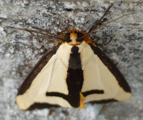 Clymene Moth Nose First