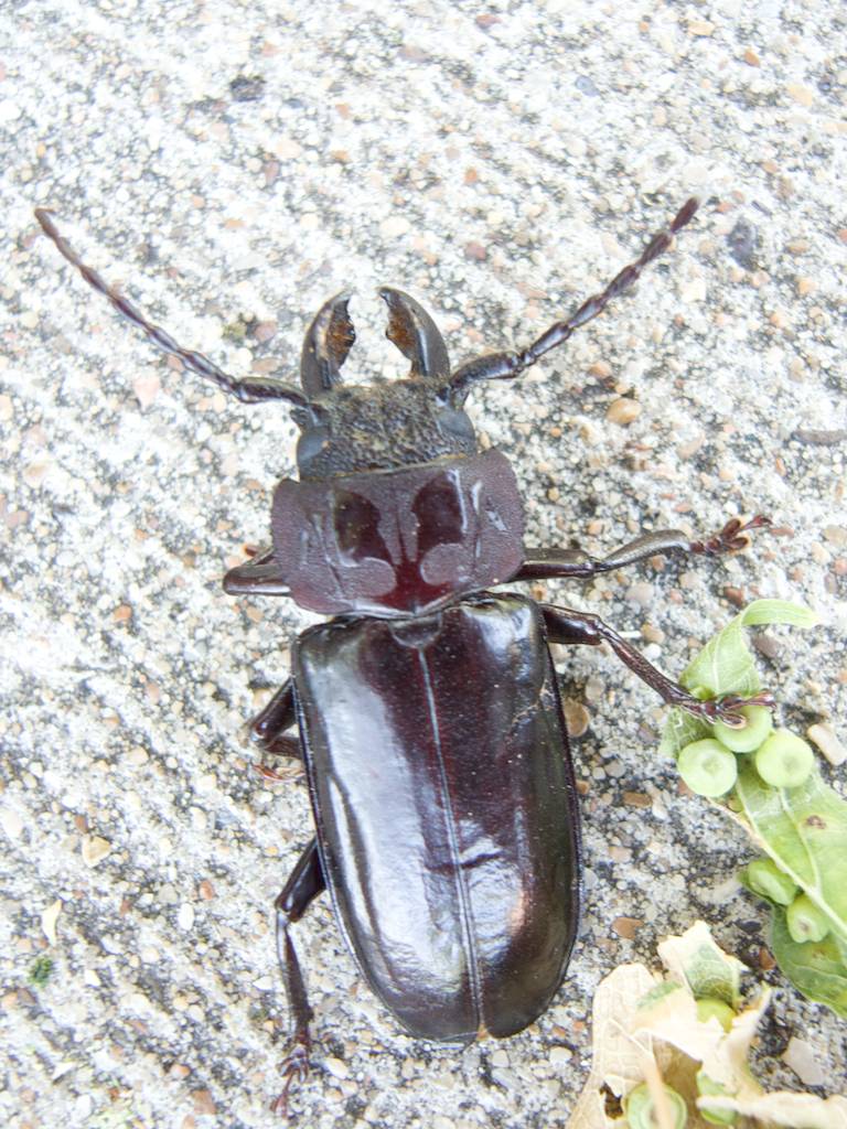 Mallodon Dasystomus - Hardwood Stump Borer