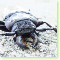 Mallodon Dasystomus icon