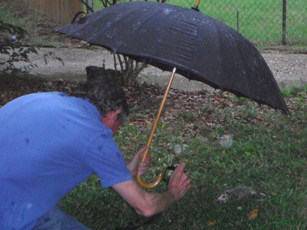 opossum under umbrella