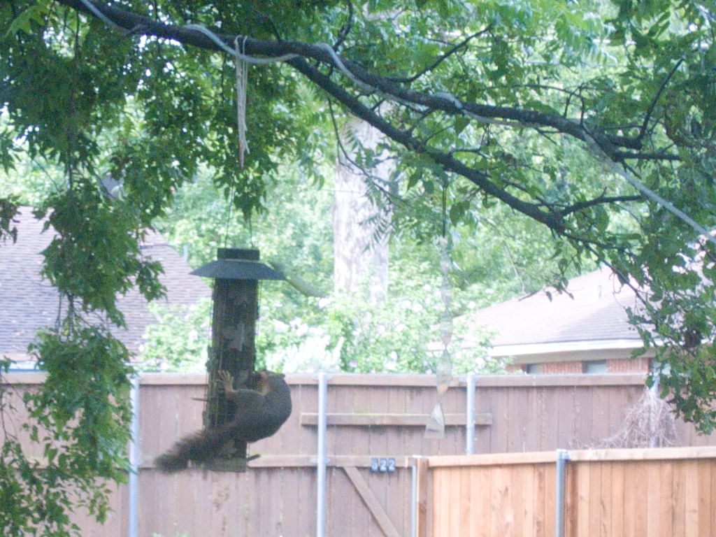 Squirrel unsuccessfully trying bird feeder