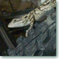 Texas Lizard blending into bicycle tire