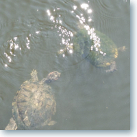 turtles plying in the water.