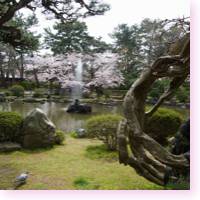 cherry blossoms - sakura - in hakusan park niigata city