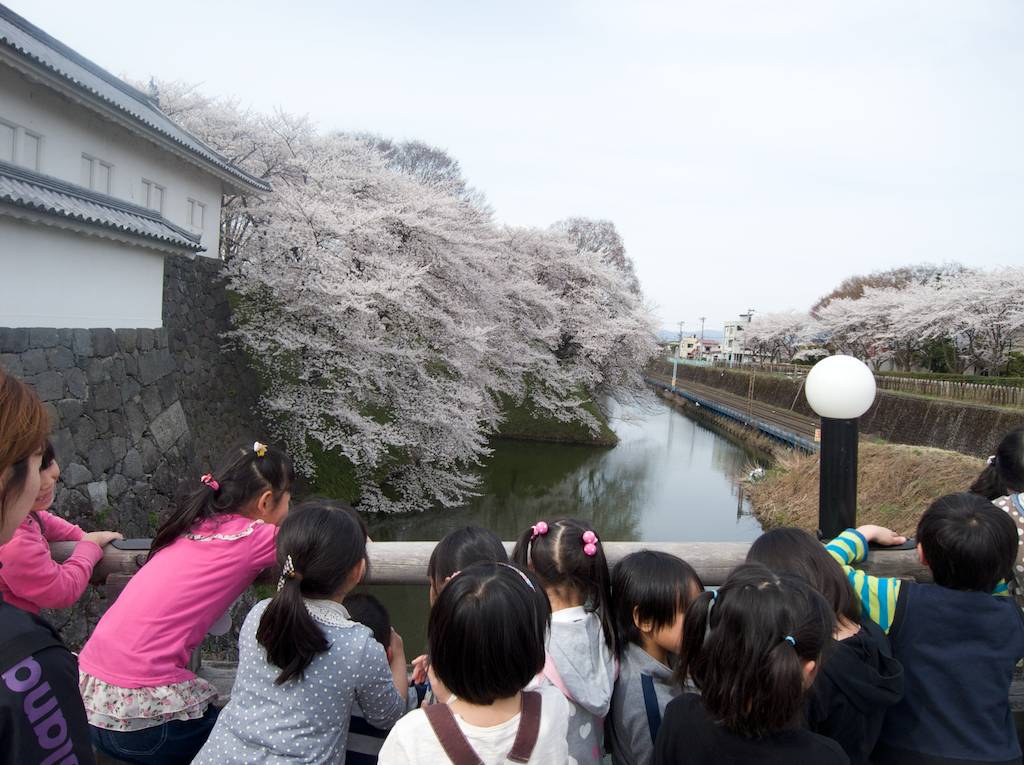 Children View Cherry Blossoms at Ka Jo Castle Park Yamagata