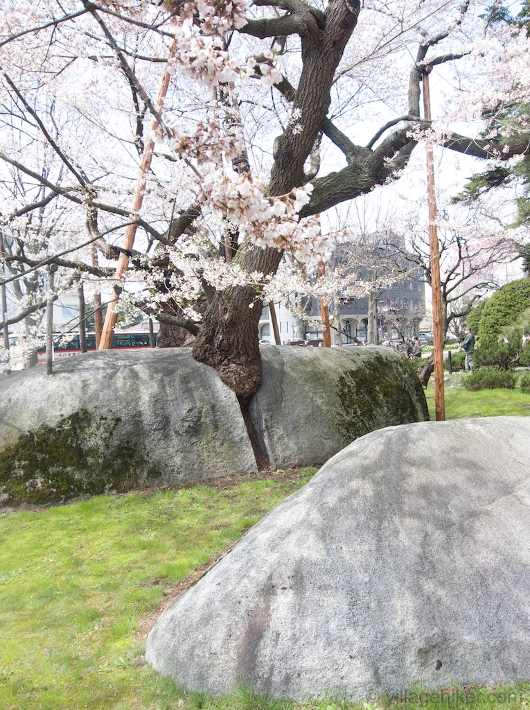 close-up-rock-split-by-cherry-tree