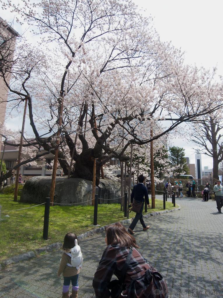 girl-with-rabbit-views-rock-splitting-sakura