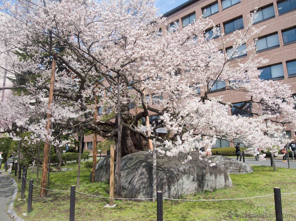 rock-size-split-by-cherry-tree