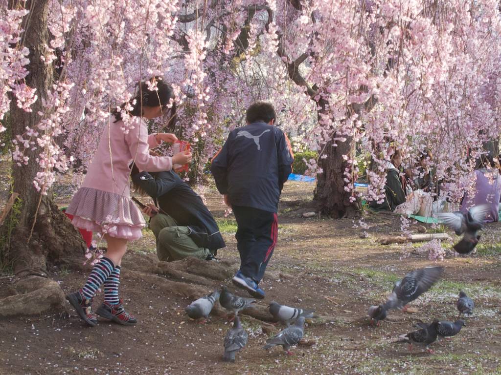 Feeding Pigeon During Hanimi in Sandai