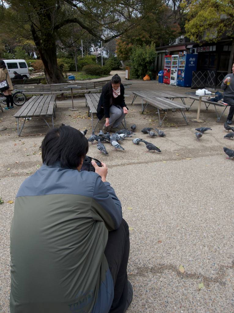 Shooting Photos of Pigeons at Osaka Castle