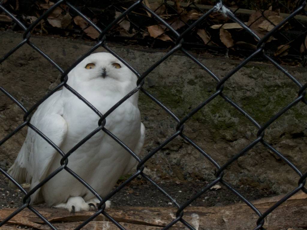 Hedwig in Tama Zoo in Hino City