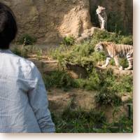 woman and two tigers at tama zoo icon