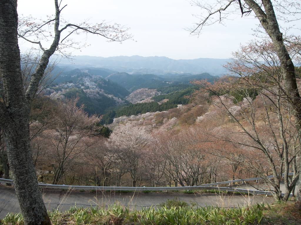 Cherry Bloomson Yoshino-yama