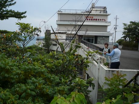 Picking kumquats in Wakayama, Japan