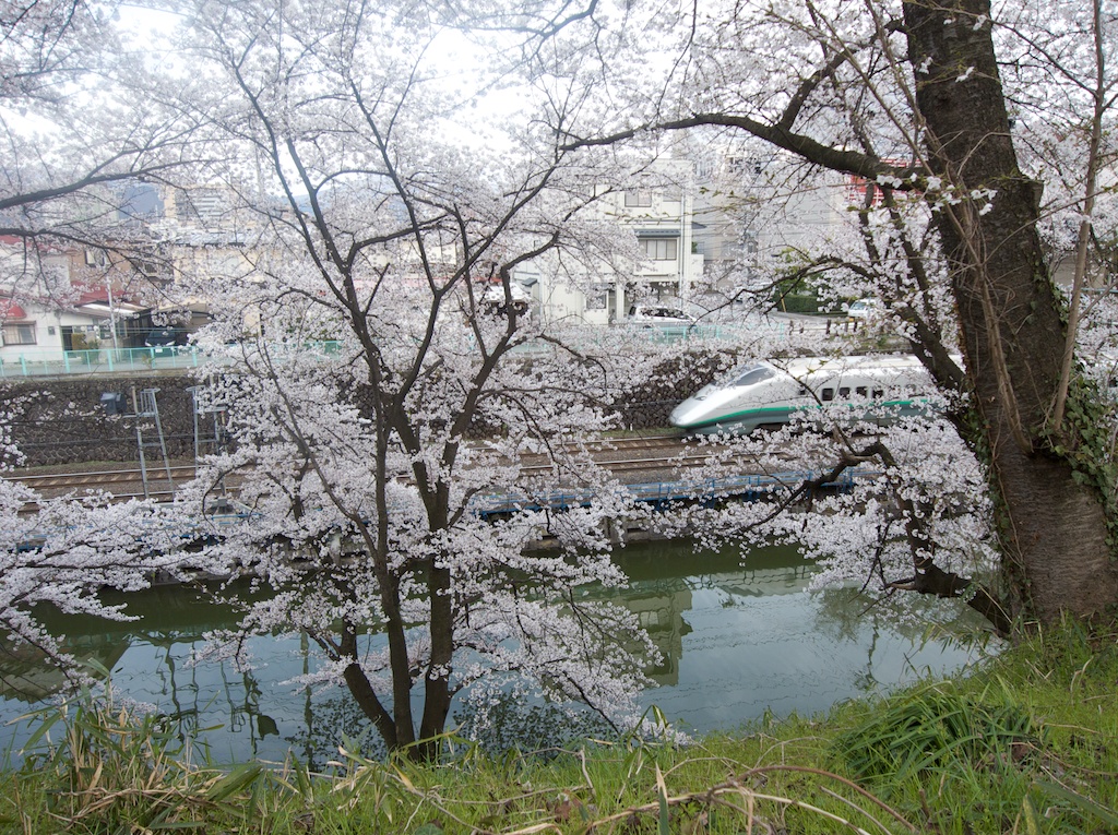 Sakura and Shinkansen in Yamagata City Japan