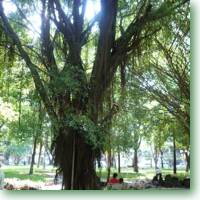 A banyan tree is Vietnam