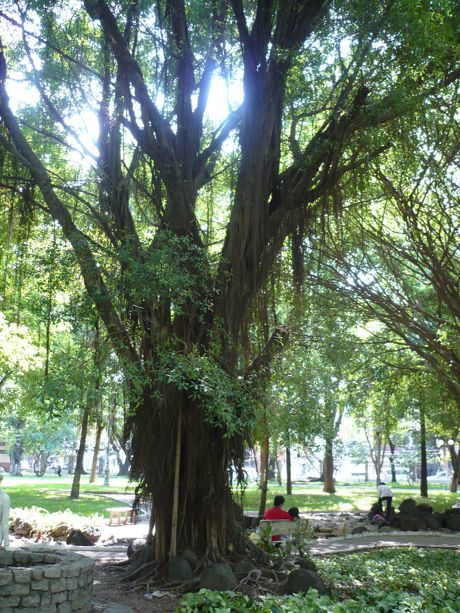 Banyan Tree in Downtown Ho Chi Minh City