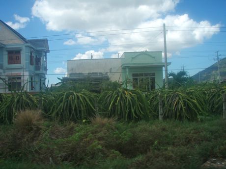 Dragon Fruit in Front Yards, Vietnam