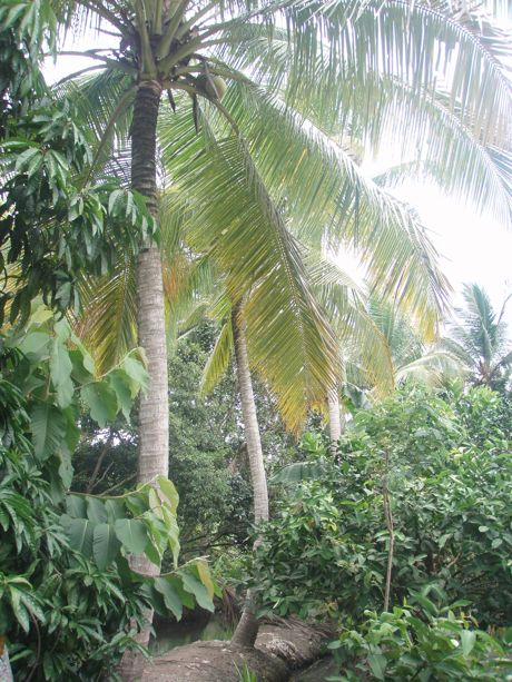 A Quiet Retreat with Green Coconuts